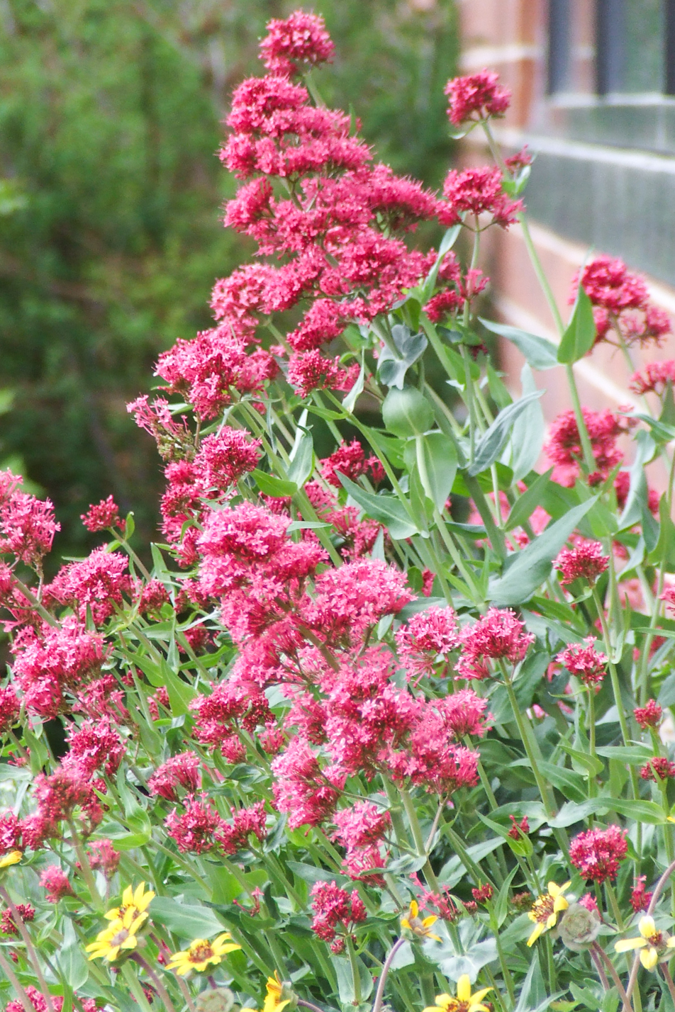 Red Valerian